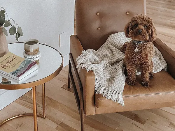 Ne détecte pas les animaux Les animaux de compagnies ne déclenchent pas l'alarme